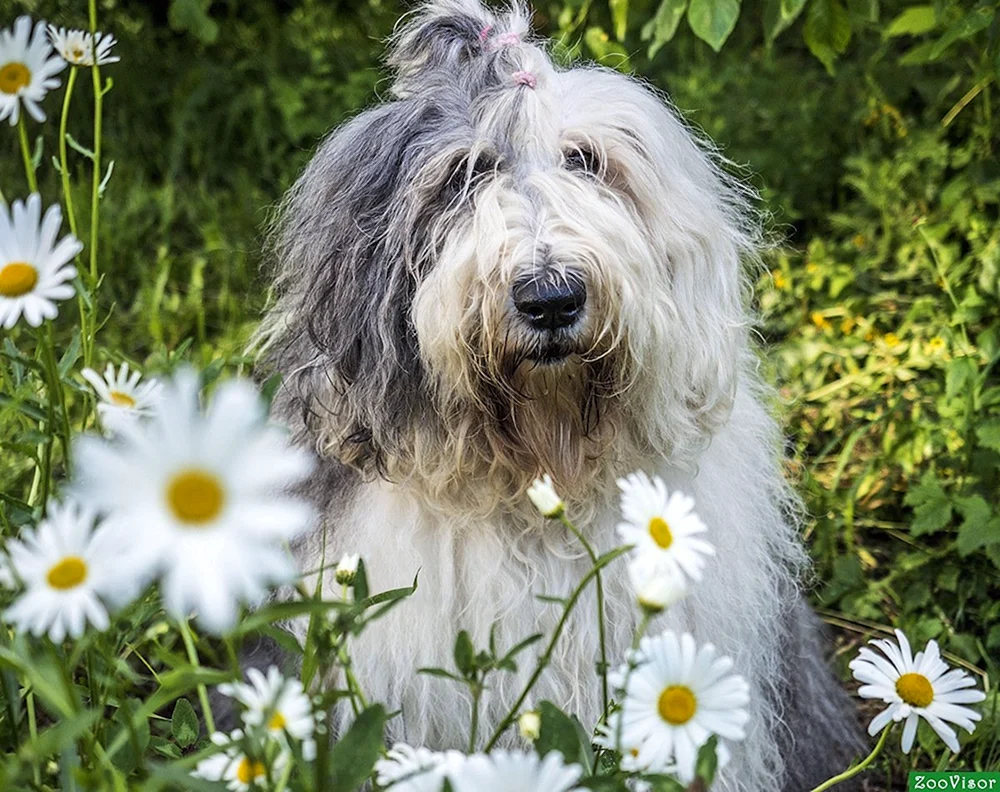 Bobtail-Schäferhund