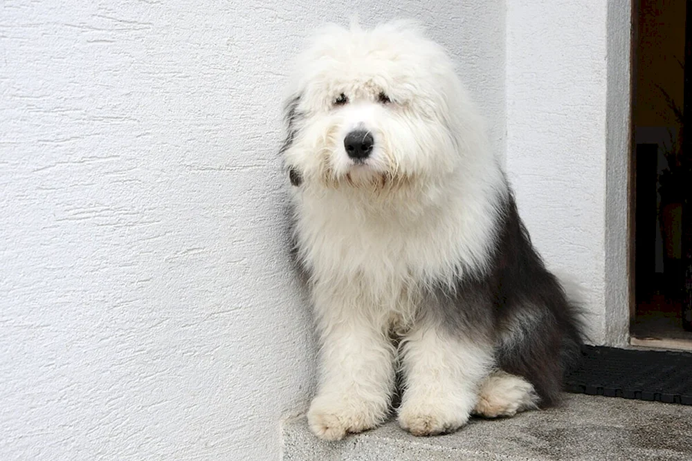 Bobtail Hund