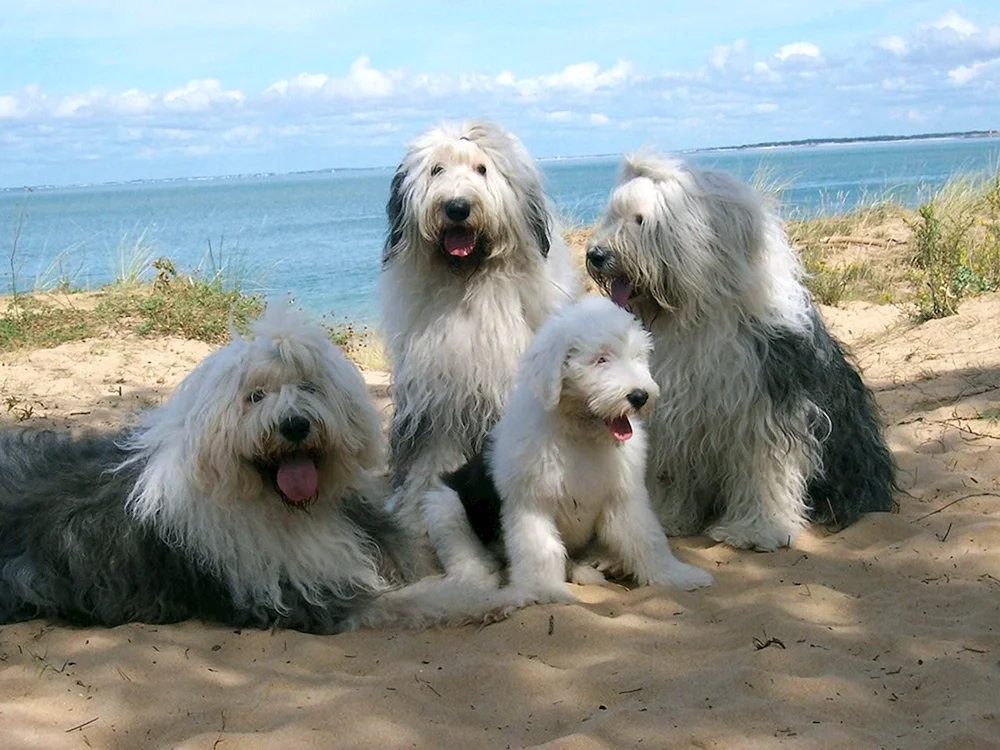 Bobtail Hund