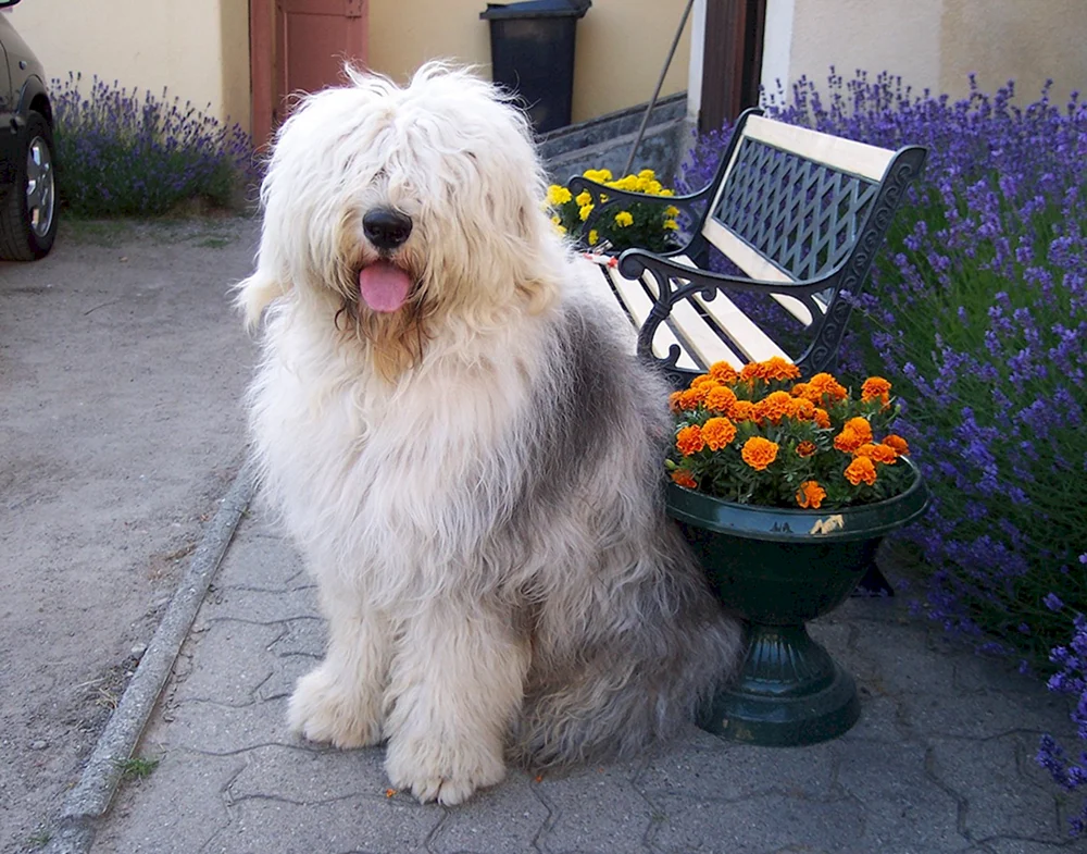 Bobtail-Hund