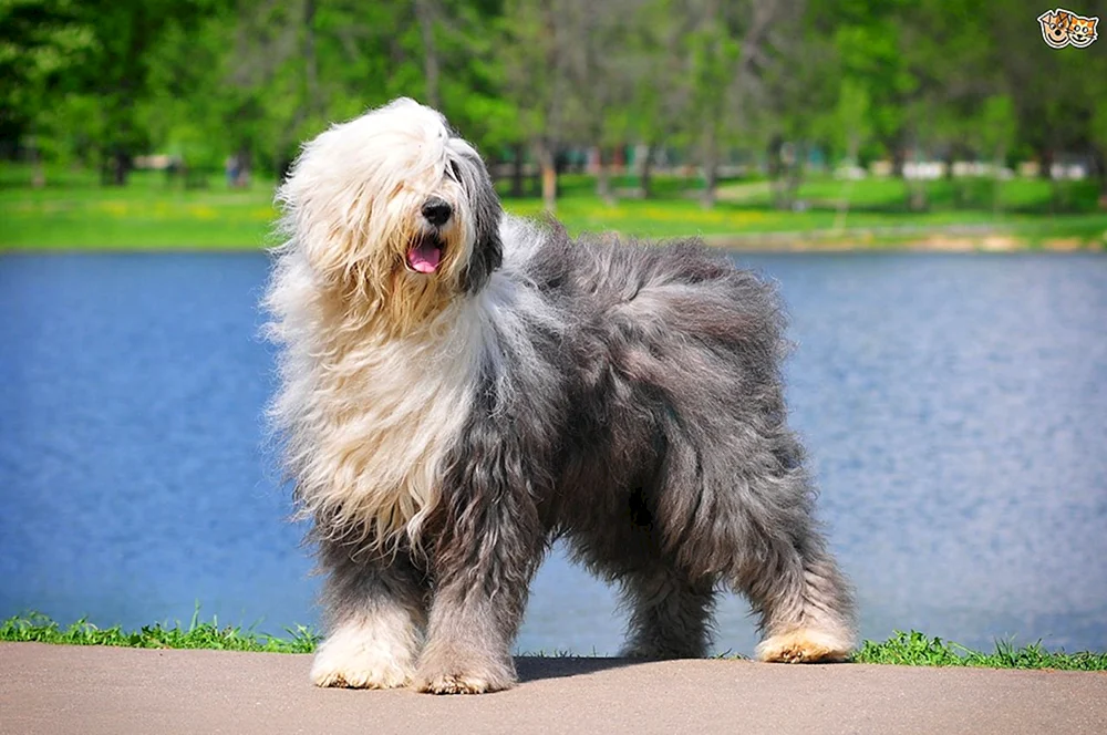 Bobtail Dog