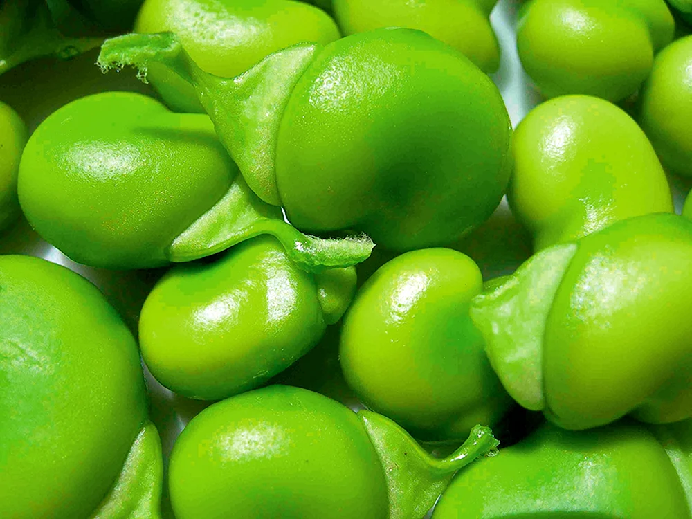 Gemeine Bohne Phaseolus vulgaris