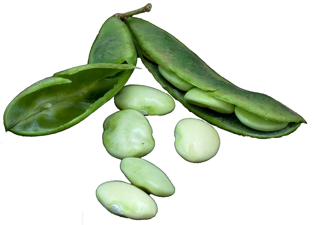 Vicia Faba.
