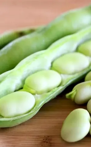 Vicia Faba Bohne
