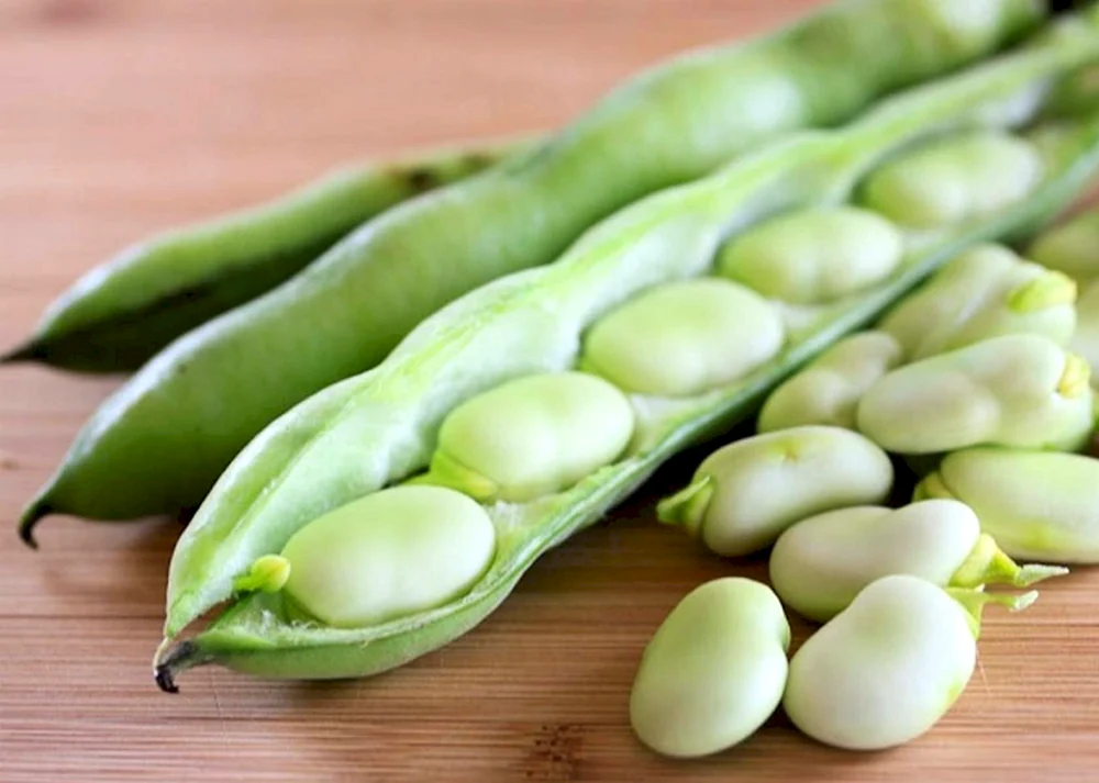 Vicia Faba Bohne