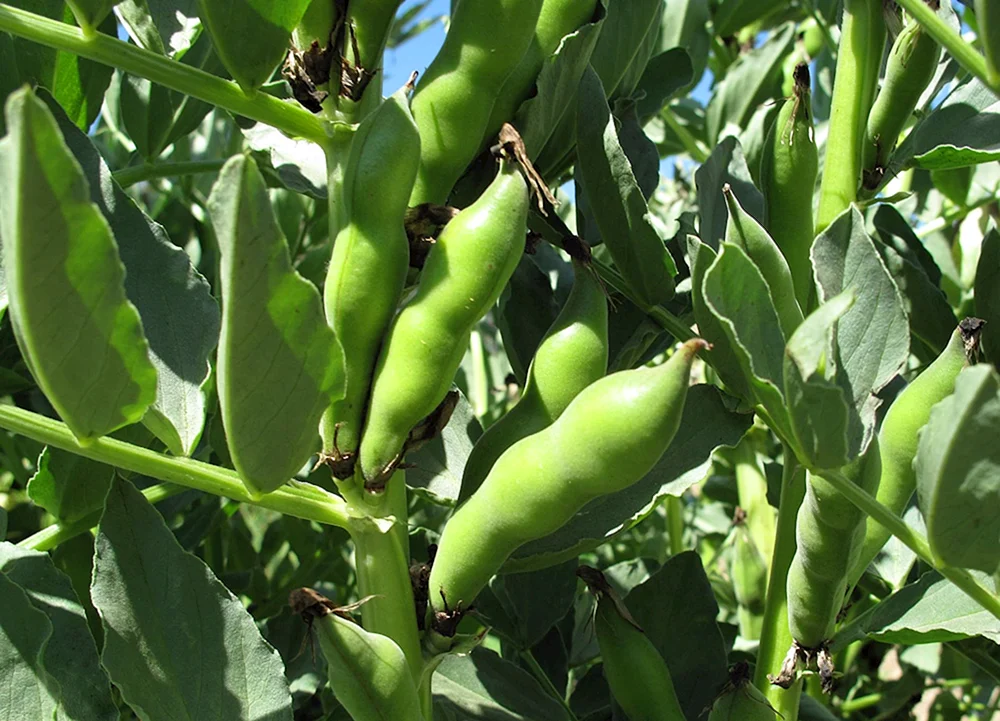 Erbsenfrucht