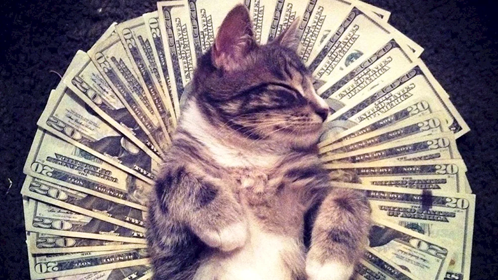 Katze mit Geld