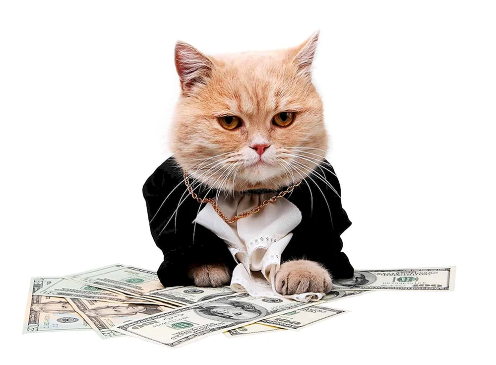 Geldkatze
