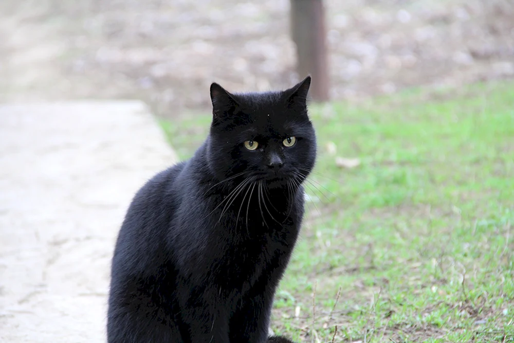 Böhmische Katze schwarz