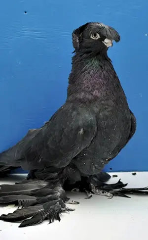 Usbekische zweischwänzige Kampftauben Usbekische zweischwänzige Kampftauben Usbekische zweischwänzige Kampftauben Usbekische zweischwänzige Kampftauben Usbekische zweischwänzige Kampftauben Usbekische zweischwänzige Kampftauben Usbekische zweischwänzige Kampftauben Usbekische zweischwänzige Kampftauben. Usbekische zweischwänzige Kampftauben