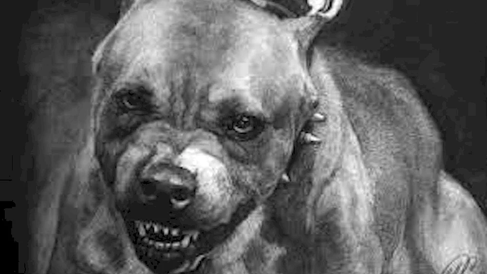 Amerikanischer Pitbull Terrier