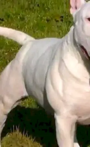 Kampfhunde Bullterrier