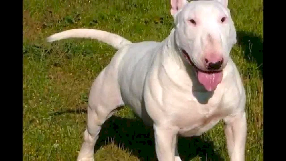 Amerikanischer Kampfhund Bull Terrier