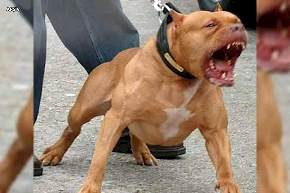 Pit Bull Black Diamond