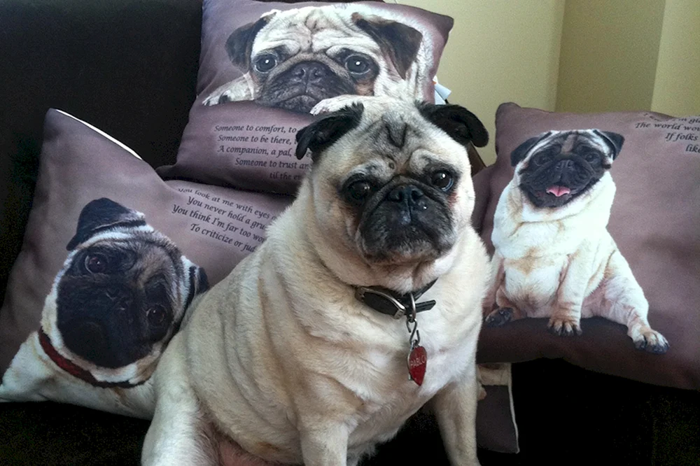 Mopsjunge