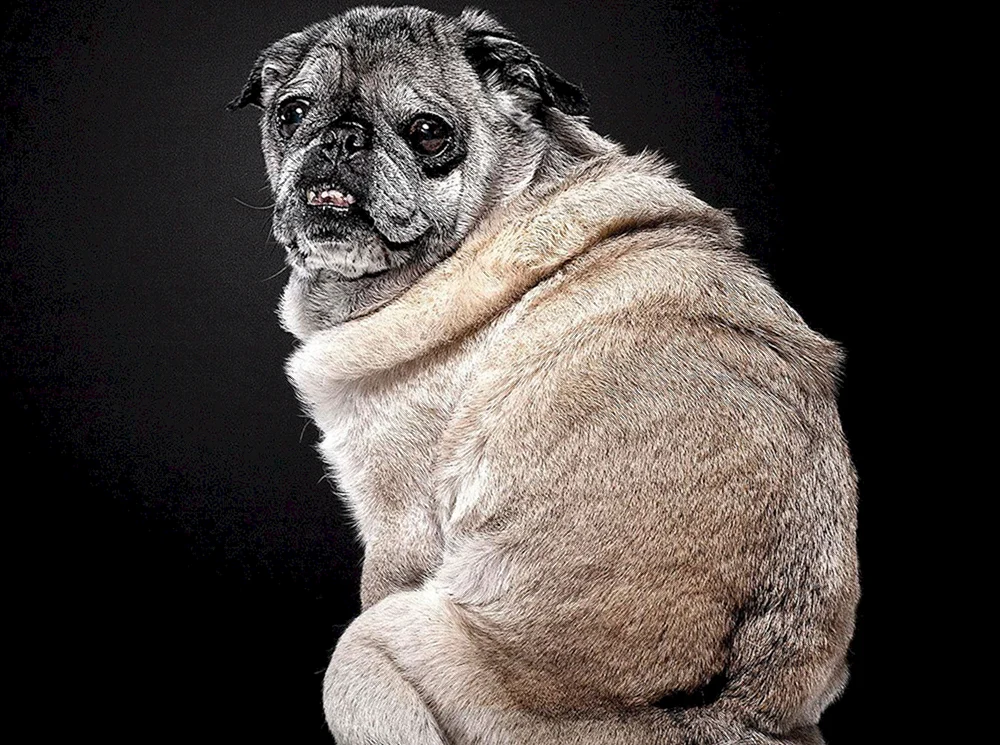 Boy Mopsnake Mohawk Bulldog