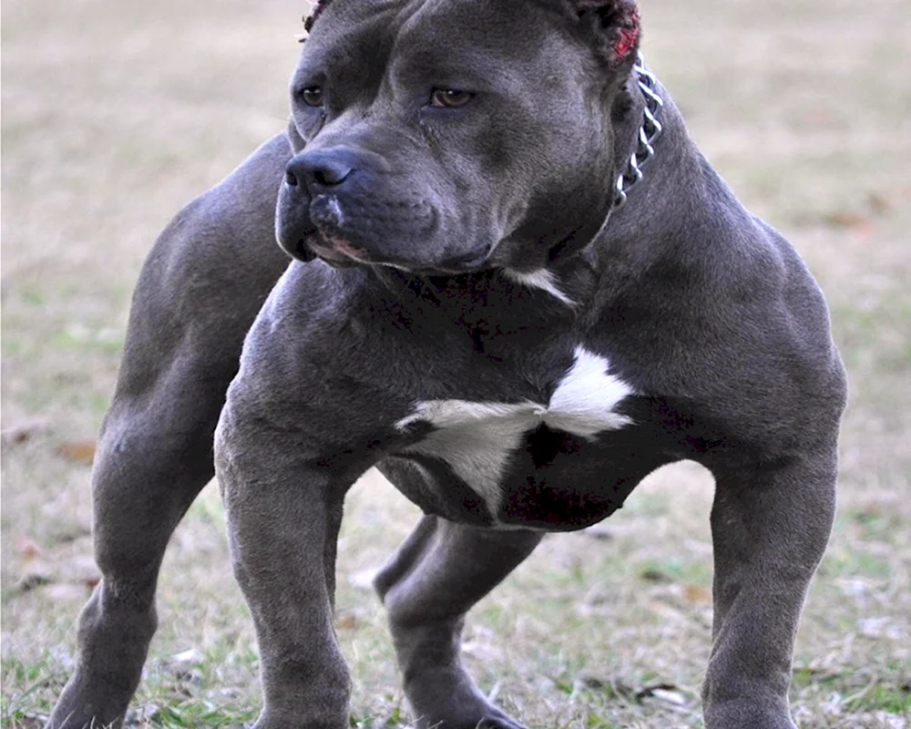 Amerikanischer Pit Bull Terrier