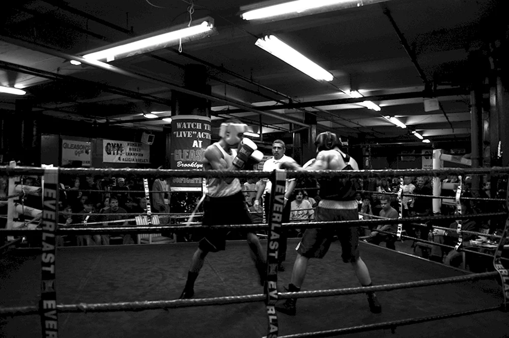 Rasse Boxer