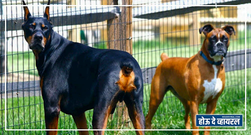 Boxer und Dobermann