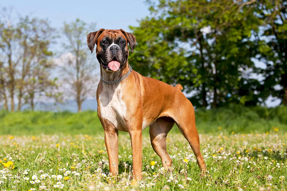 Boxer Hund Rasse