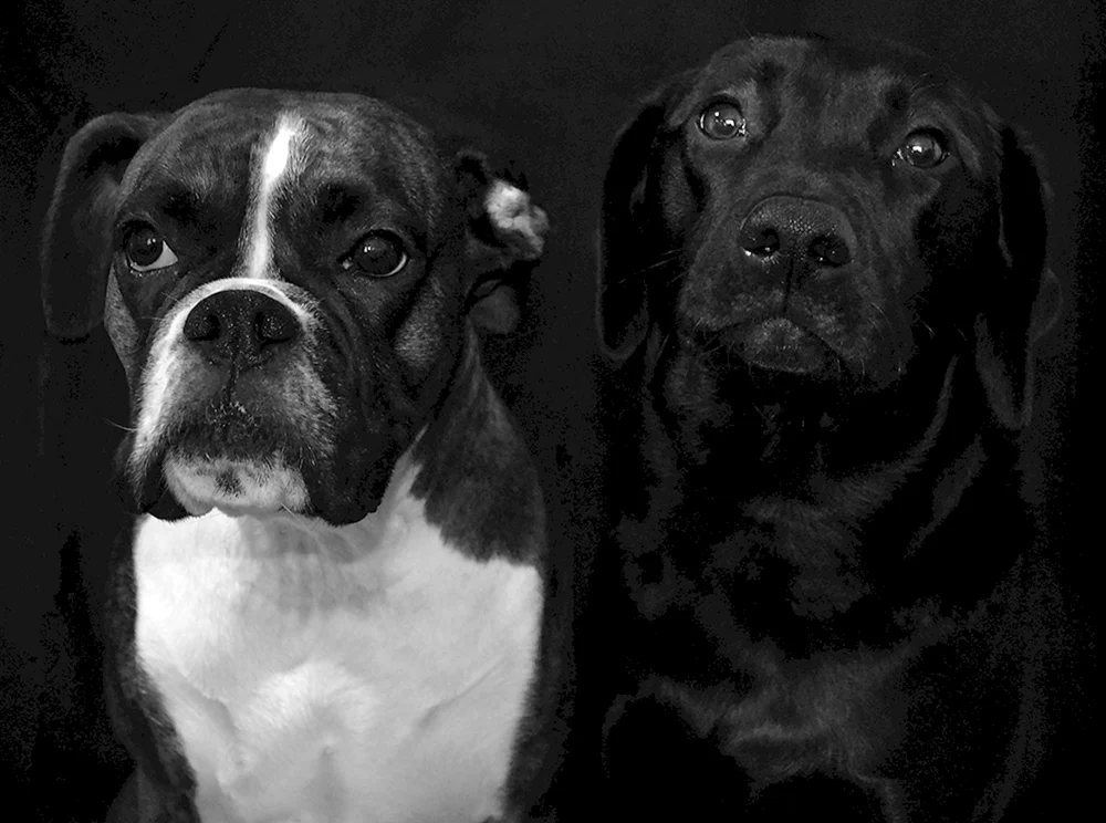 Boxer Hunderasse