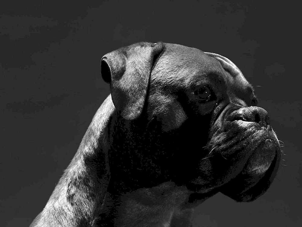 Boxer-Hunderasse