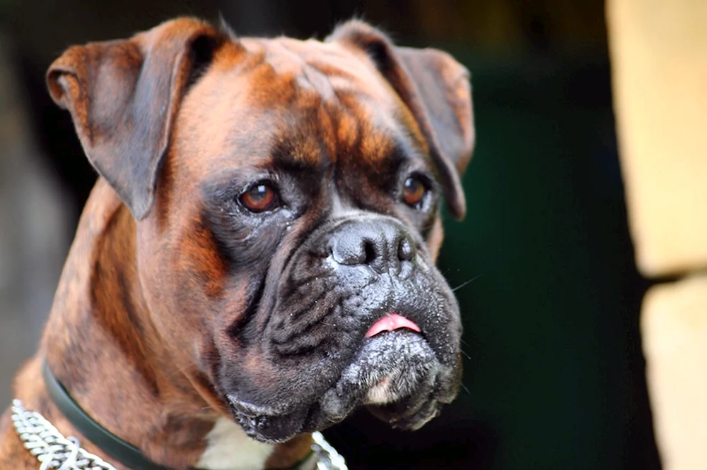 Boxer Hunderasse