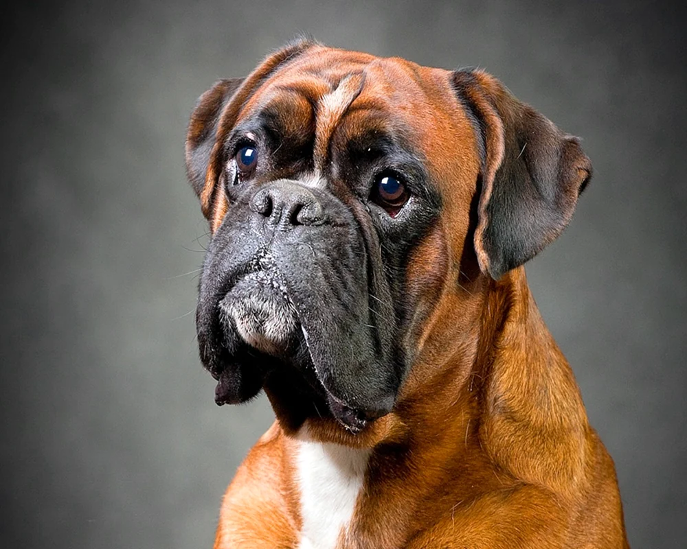 Boxer Hunderasse