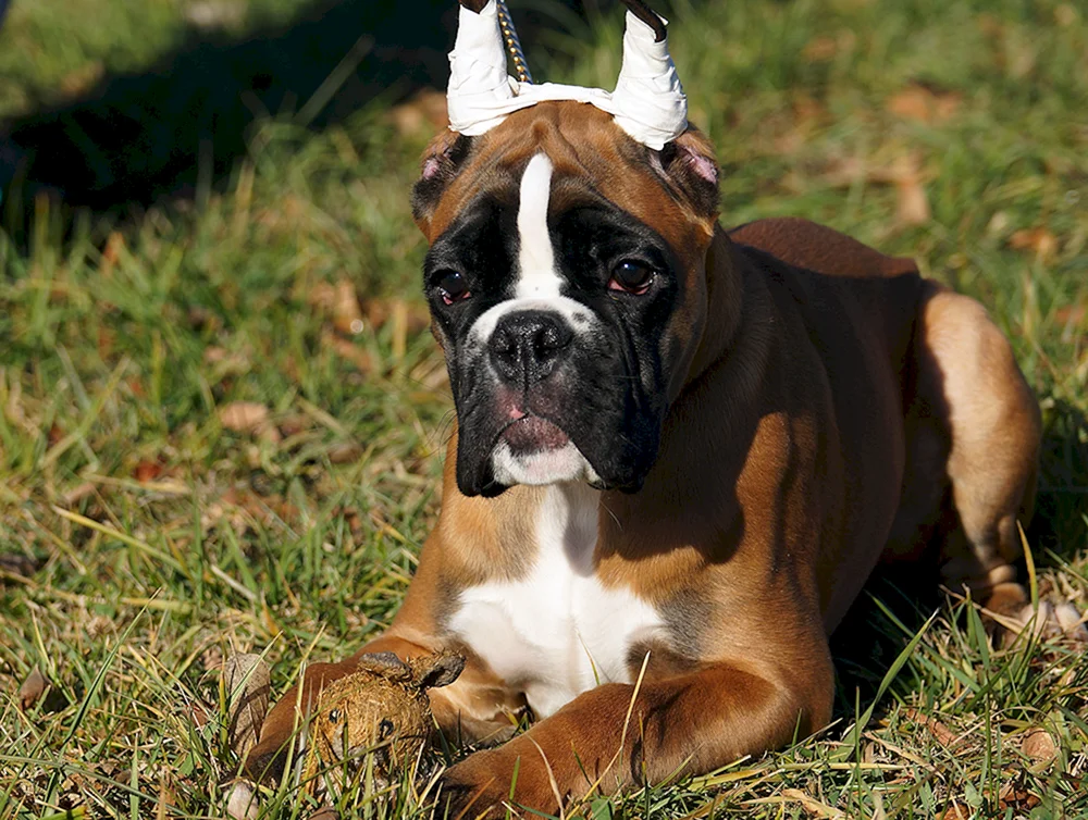 Boxer Hunderasse