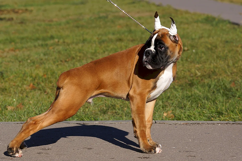 Boxer Hunderasse