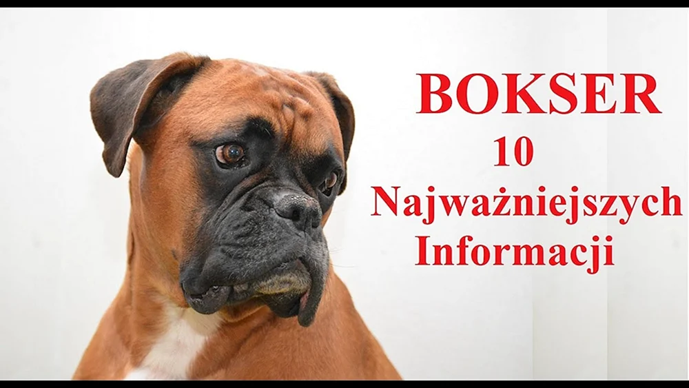 Boxer Hunderasse