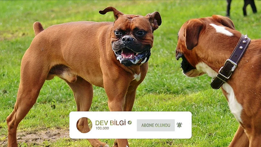 Boxer Hunderasse