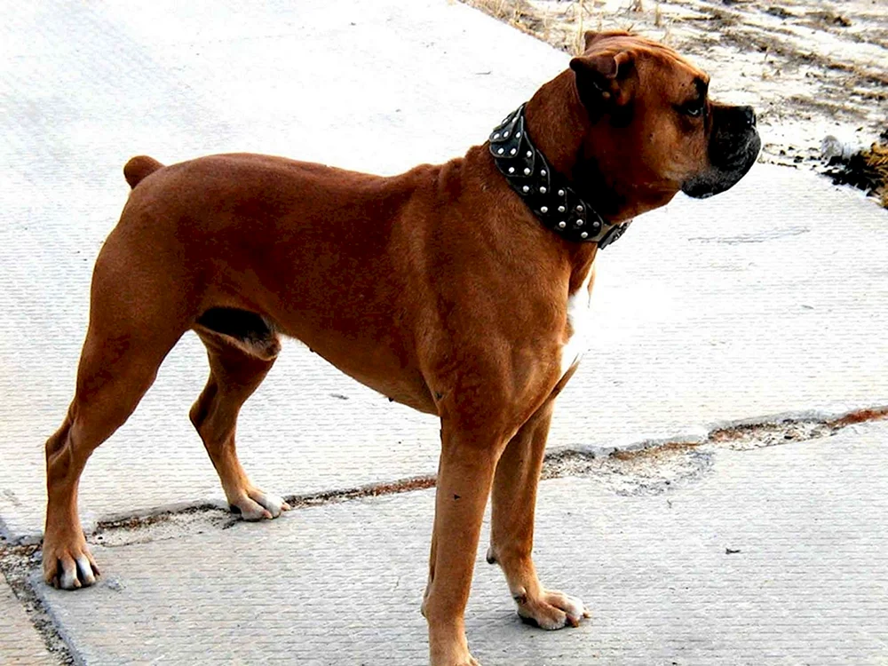 Boxer Hunderasse