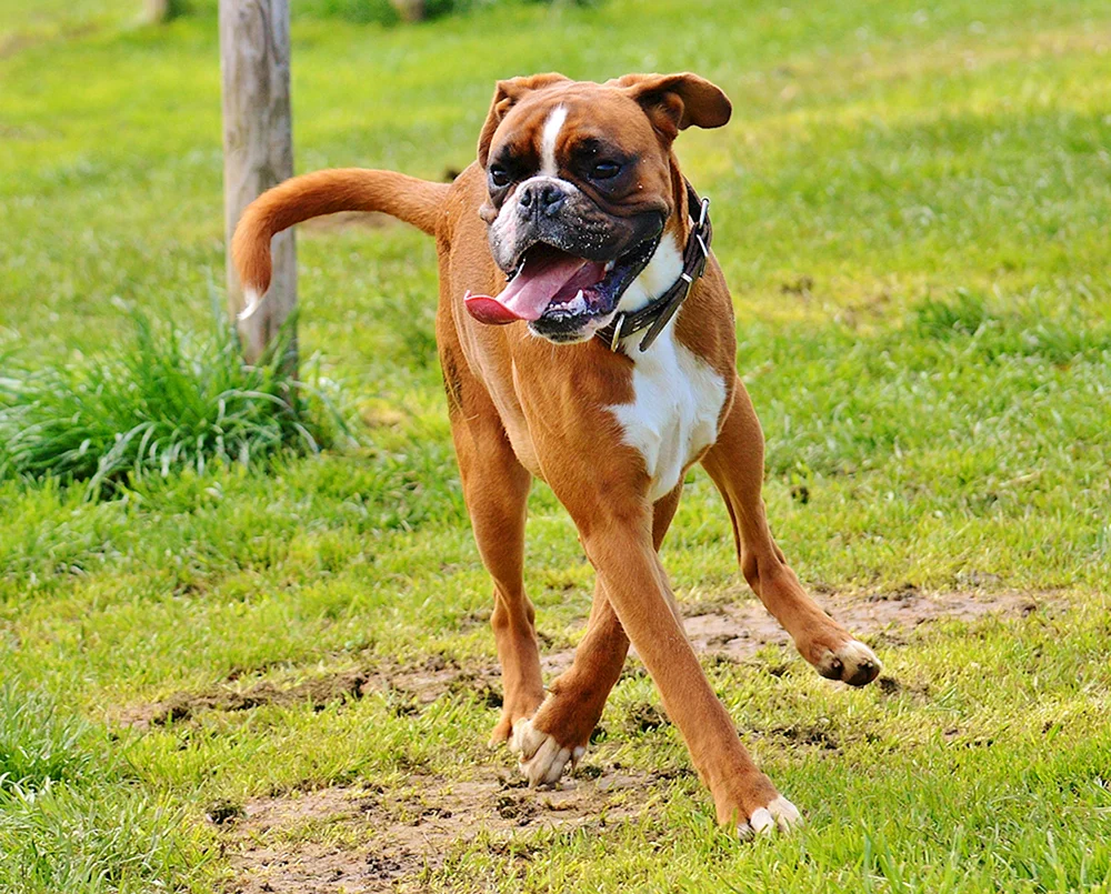 Rasse Boxer