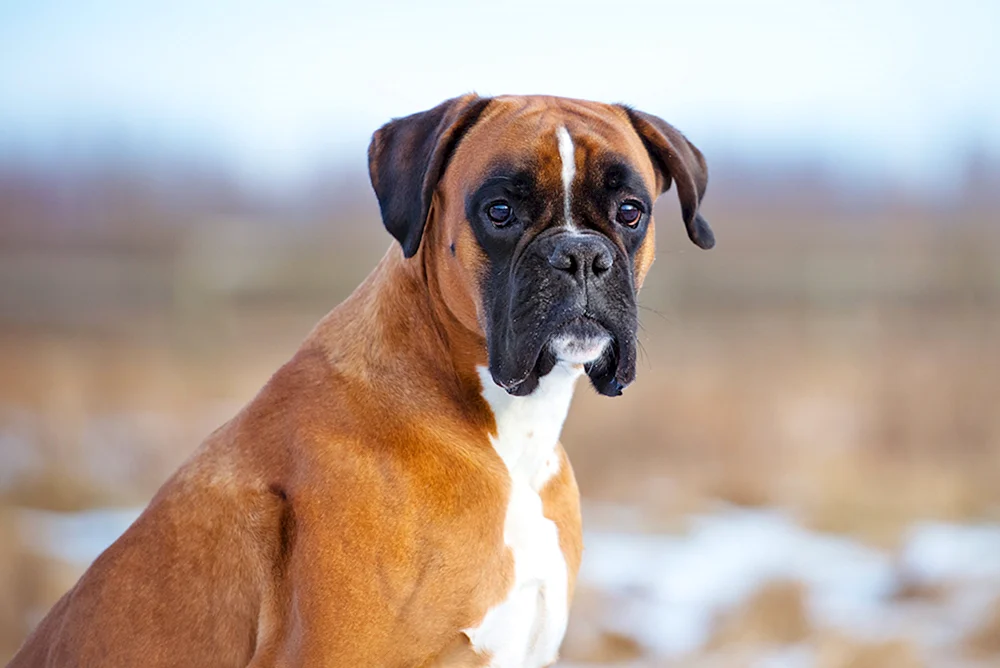 Boxer Hund Rasse