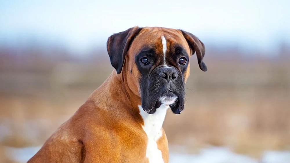 Rasse Boxer