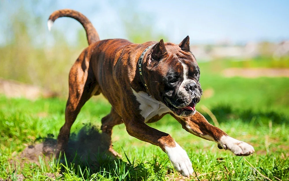 Rasse Boxer