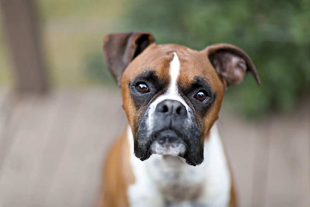 Rasse Boxer