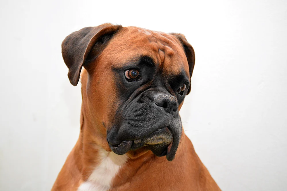 Boxerhund