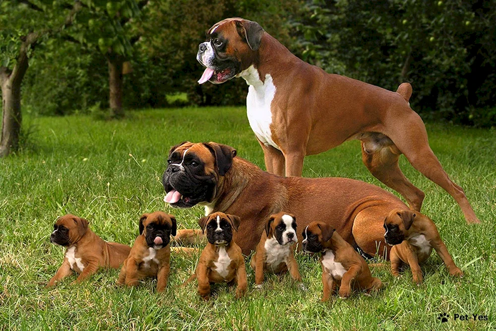 Boxerhund
