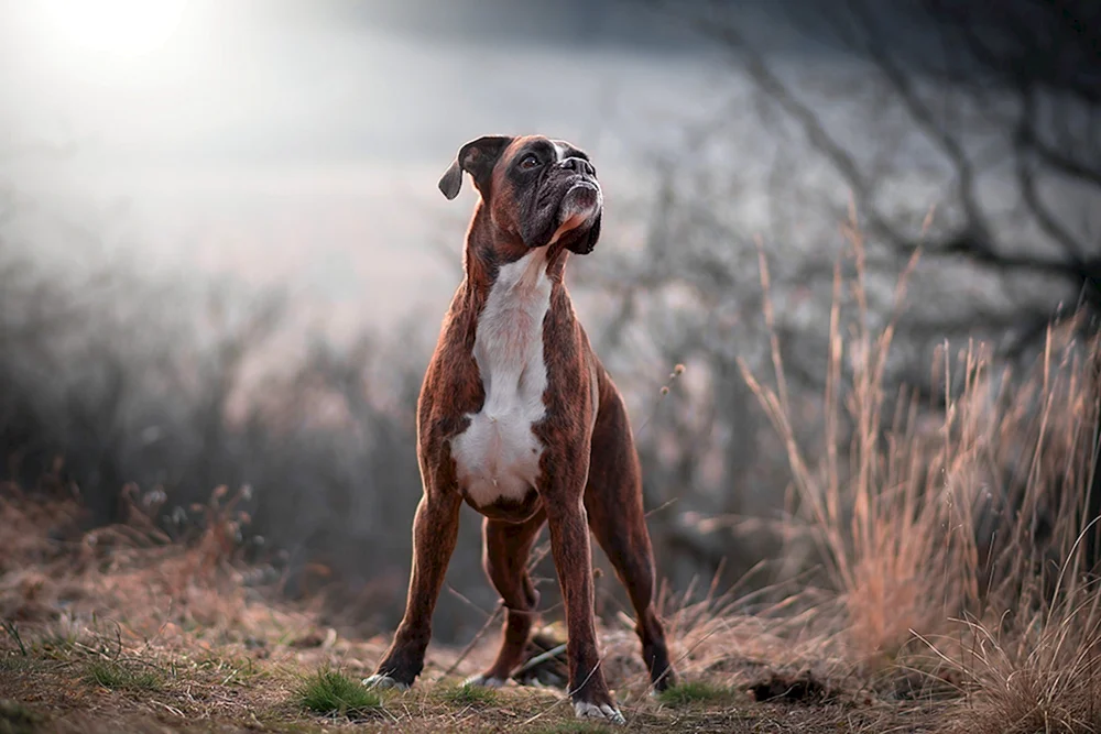 Boxerhund