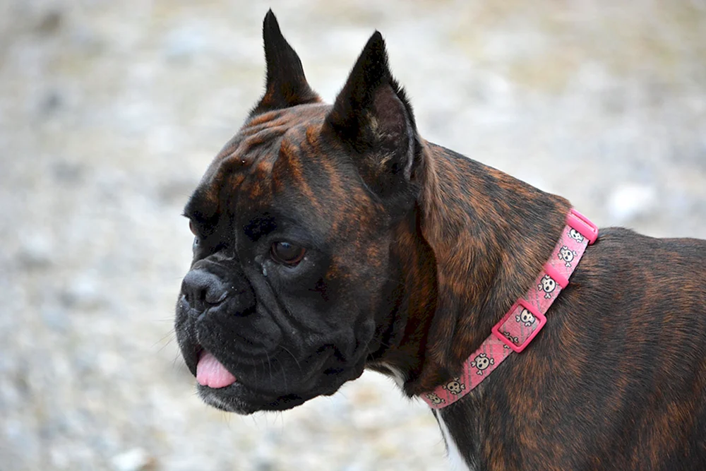 Boxer Hunderasse