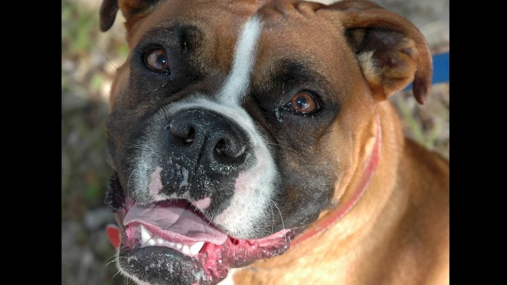 Boxer Hund