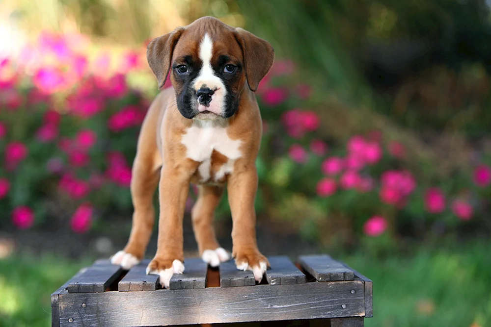 Boxerhund