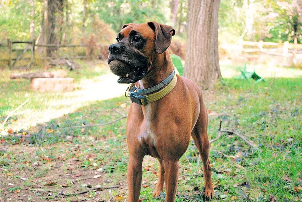 Boxerhund.