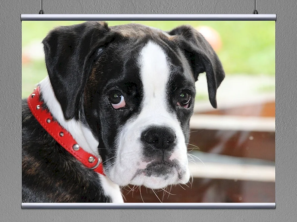 Boxer-Hund
