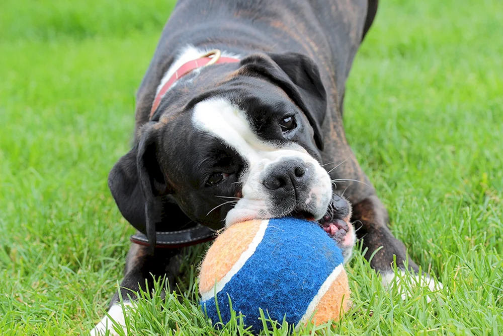 Hundegesicht