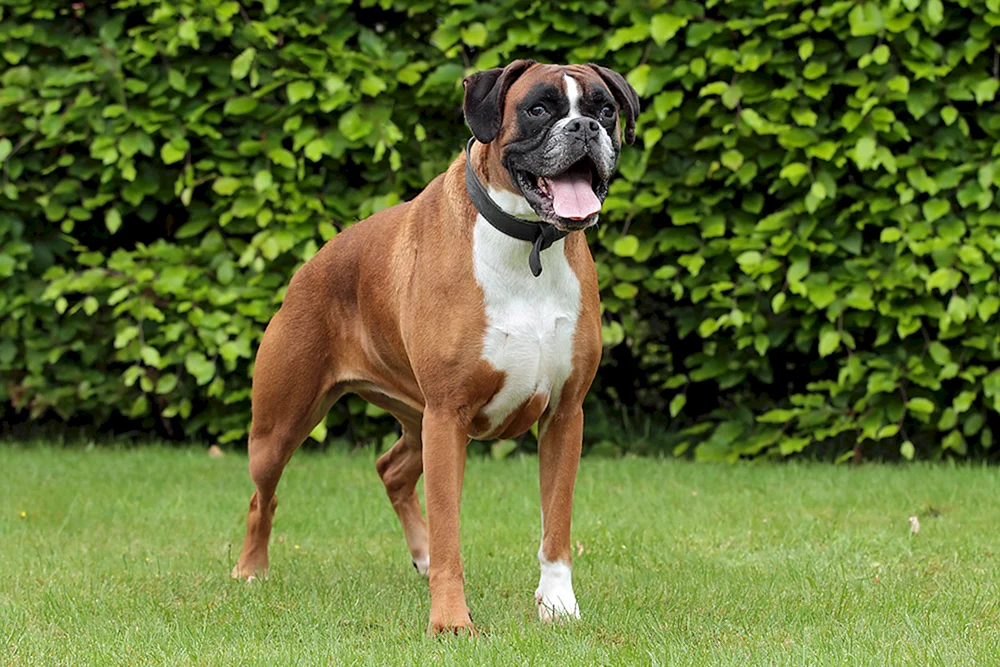 Boxer Hunderasse