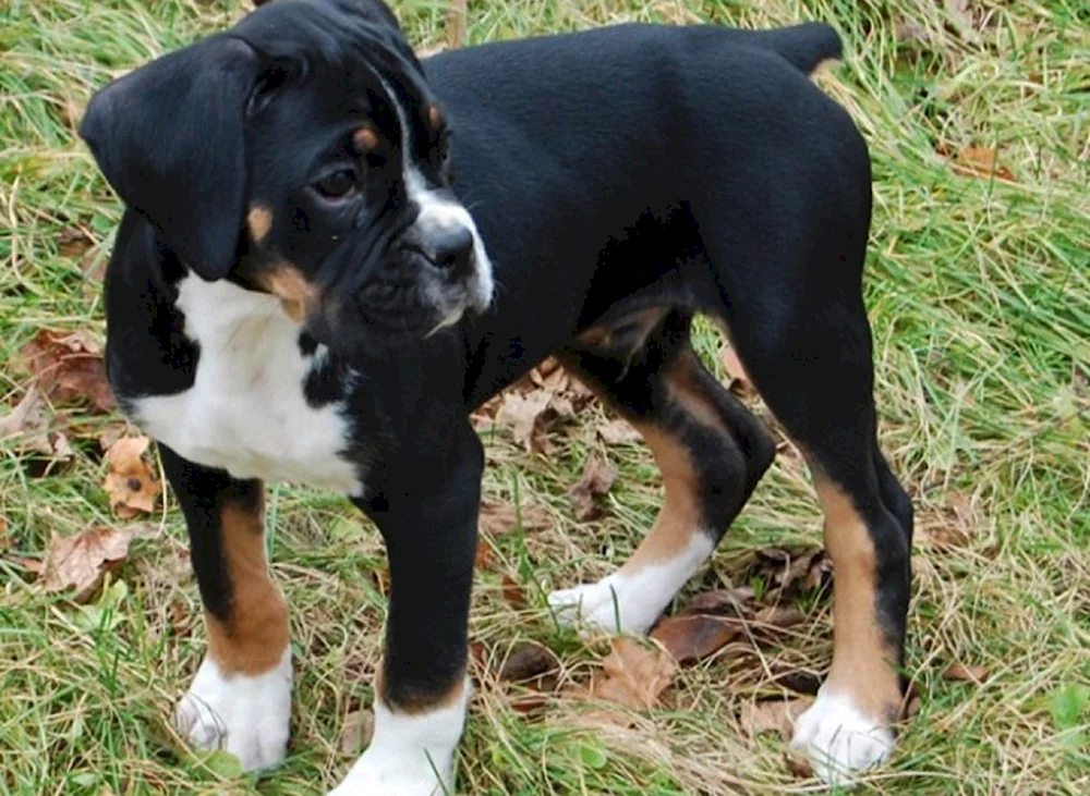 Deutscher Boxertiger Boxer