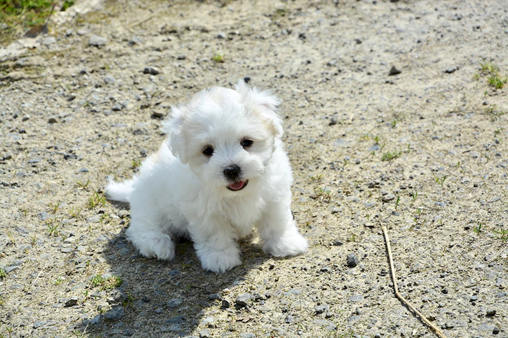 West Highland White Terrier